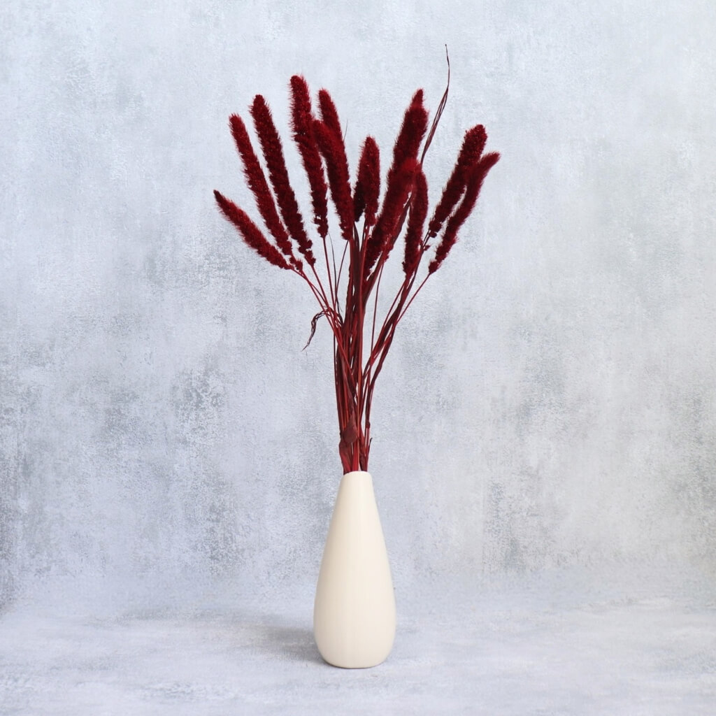 Setaria sušená - bordo, výrazná a elegantní dekorace pro moderní aranžmá